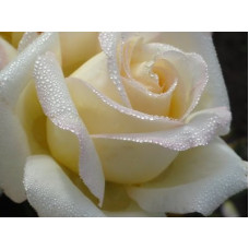 Ароматизатор для табака Ирландская роза