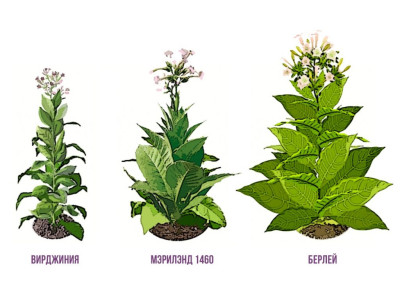 Обзор основных сортов табака: характеристики и особенности